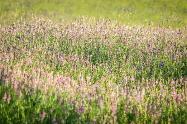 stock image meadows in bloom at spring