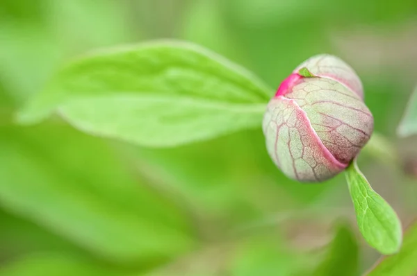 Pion Blomma Våren Makrofotografier Pion Växter — Stockfoto