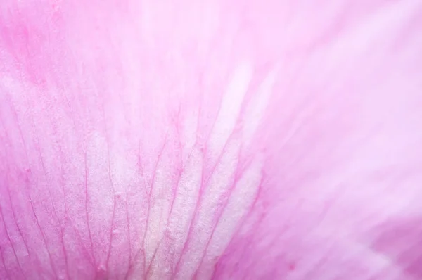 春に牡丹の花が咲き牡丹の花のマクロ撮影 — ストック写真