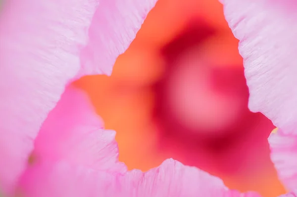 Pion Blomma Våren Makrofotografier Pion Växter — Stockfoto