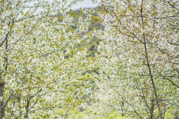 Kirschblüten Frühling Kirschbäume Und Zweige Voller Blumen — Stockfoto
