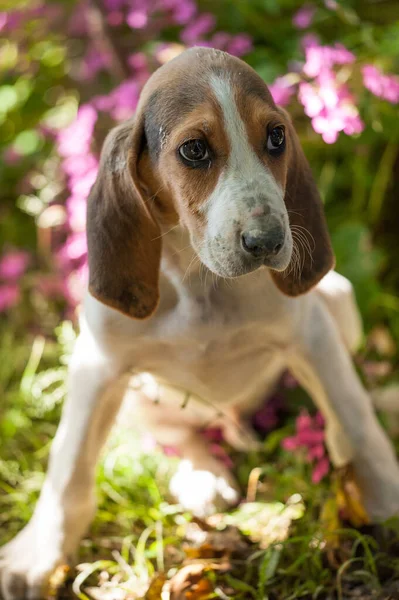 Anglo French Puppy Hunting Dog Fresco Its Sweet Eyes — Stock Photo, Image
