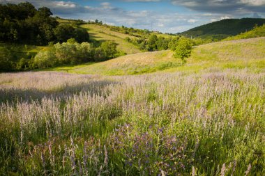 İlkbaharda çiçek açan dağ çayırları