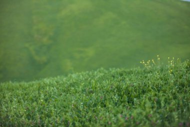 Çimenli ve kır çiçekli yeşil çayır 