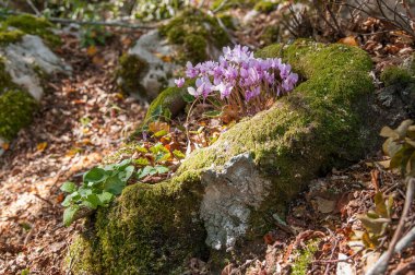 Ormanda mevsimsel siklamen çiçekleri 