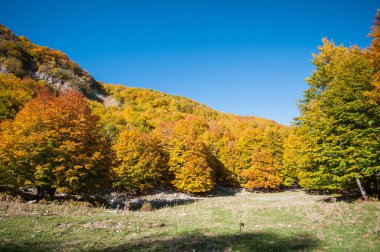 Ormanda sonbahar mevsiminde yapraklar, sonbahar ormanlarında renk patlamaları.