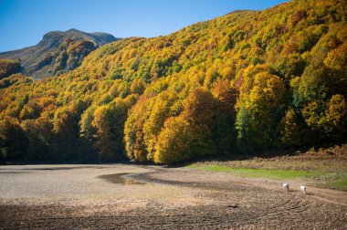 Doğadaki inekler sonbahar boyunca dağ gölünde, sonbahar döneminde orman ve göl tamamen yeşillik içinde, göl ve ormanlı dağ vadisinde, sonbahar döneminde yeşillik ve inekler içerler.