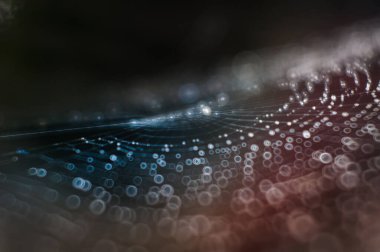 Çiy ile ıslanmış örümcek ağında renkli yansımalar