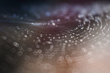 Çiy ile ıslanmış örümcek ağında renkli yansımalar