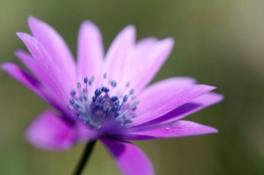 Mor şakayık çiçekleri