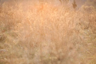 Gün batımında otlar ışığa karşı