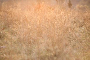 Gün batımında otlar ışığa karşı