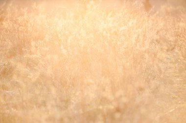 Gün batımında otlar ışığa karşı