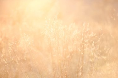 Gün batımında otlar ışığa karşı