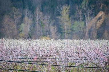 şeftali ağacı fidanlıkta çiçek açtı.