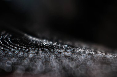 Örümcek ağına çiy damlaları düşer