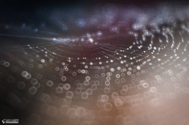 Çiy ile ıslanmış örümcek ağında renkli yansımalar