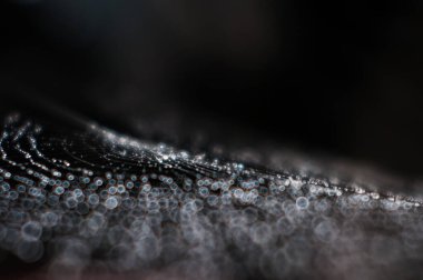 Örümcek ağına çiy damlaları düşer