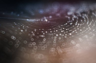 Çiy ile ıslanmış örümcek ağında renkli yansımalar