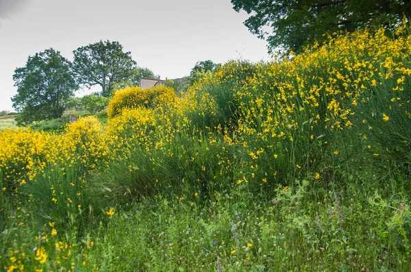 Цветущие Кусты Цветущие Весной Желтые Цветы — стоковое фото