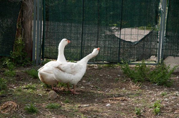 White Geese Running Farmyard — Stock Photo, Image