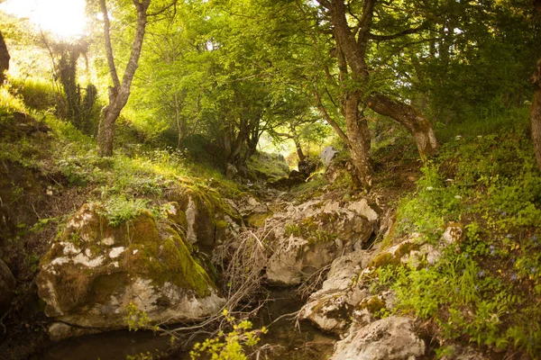 Källa Till Floden Och Vatten Som Korsar Skogen — Stockfoto