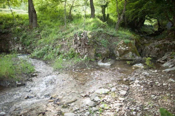 Quelle Des Flusses Und Wasser Das Den Wald Durchquert — Stockfoto