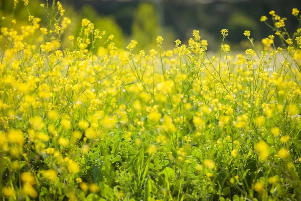 Krásné Letní Pole Žlutých Květin — Stock fotografie