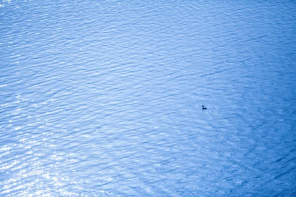 Grebe在蓝色的水里游泳 — 图库照片