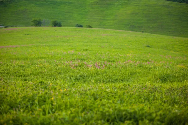 Met Lentebloemen Bebouwde Grond Het Voorjaar Bebouwde Landbouwgrond — Stockfoto