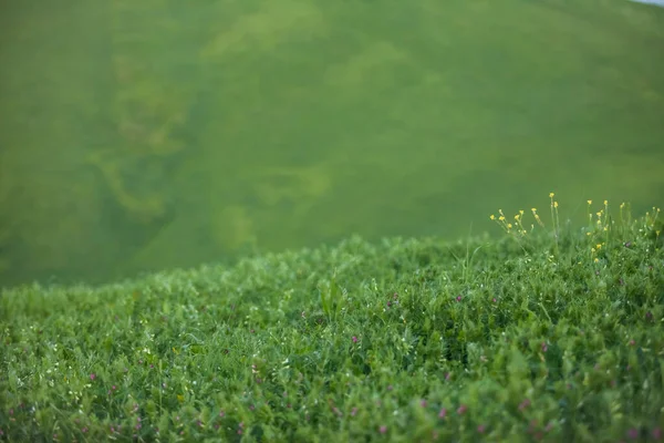 Grüne Wiese Mit Gras Und Wildblumen — Stockfoto