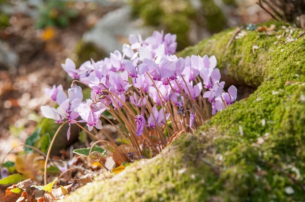 Seasonal Flowering Cyclamens Forest — Stock Photo, Image