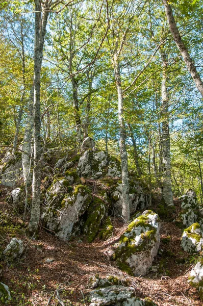 Ormanda Sonbahar Mevsiminde Yapraklar Kayın Ağacında Sonbahar — Stok fotoğraf