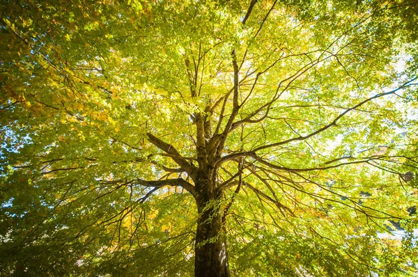 Листя Лісі Осінній Сезон Осінь Букові — стокове фото