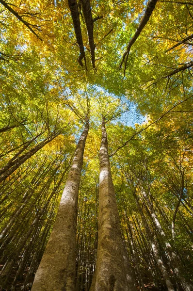 Κοσμικά Δέντρα Και Φυλλώματα Στο Δάσος Κατά Διάρκεια Της Φθινοπωρινής — Φωτογραφία Αρχείου