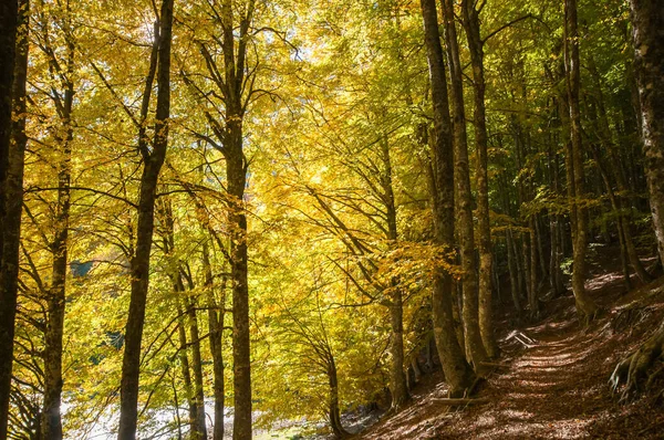 가을철에는 잎이고 나무는 가을에 — 스톡 사진
