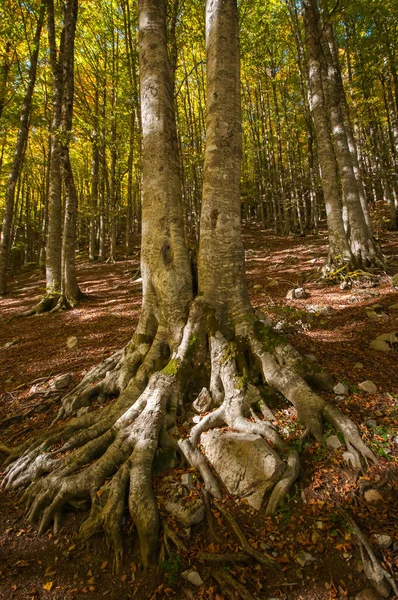 Liście Lesie Jesienią Jesień Bukowym Lesie — Zdjęcie stockowe