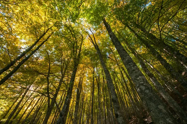 秋は森の中 秋はブナ林の中 — ストック写真