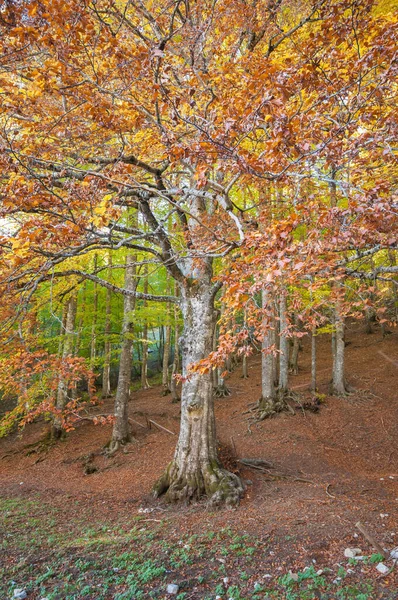 Φύλλωμα Στο Δάσος Κατά Διάρκεια Της Φθινοπωρινής Περιόδου Έκρηξη Χρωμάτων — Φωτογραφία Αρχείου