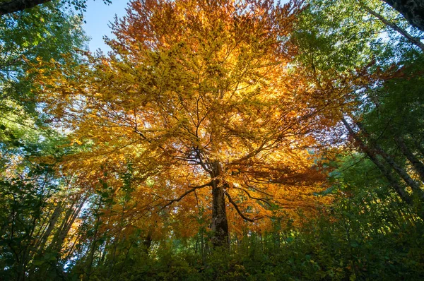 Säkulare Bäume Und Laub Wald Während Der Herbstsaison Herbst Buchenwald — Stockfoto