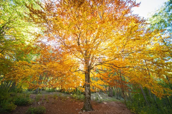 Świeckie Buki Oświetlone Promieniami Słońca Jesiennych Liściach Starożytne Drzewo Jesiennym — Zdjęcie stockowe
