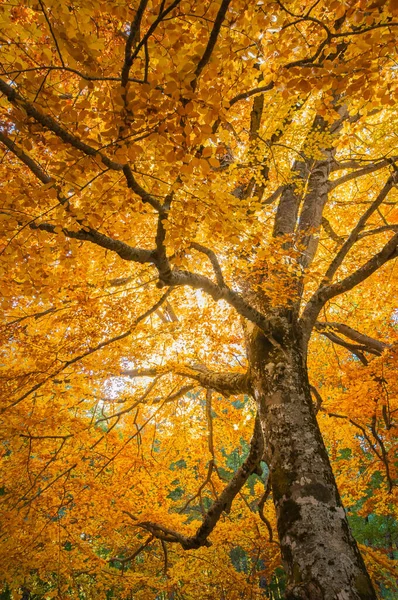 Säkulare Buche Beleuchtet Von Den Sonnenstrahlen Vollem Herbstlaub Uralter Baum — Stockfoto