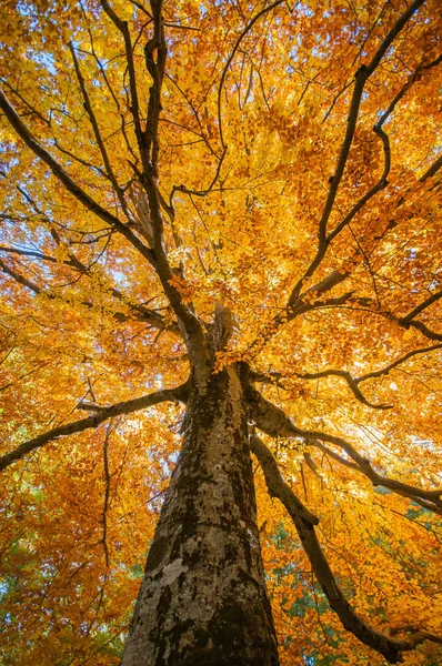 満開の紅葉の太陽の光に照らされたブナの世俗的な姿 紅葉の古木 — ストック写真