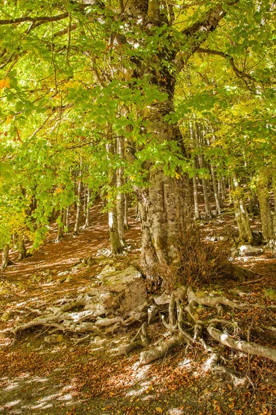 Ormanda Sonbahar Mevsiminde Yapraklar Sonbahar Ormanlarında Renk Patlamaları — Stok fotoğraf