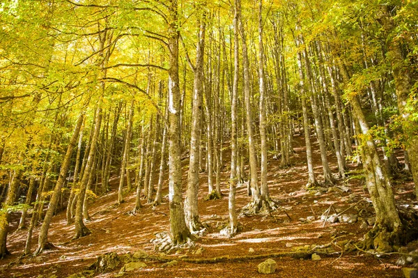 Laub Wald Während Der Herbstsaison Farbexplosion Herbstwald — Stockfoto