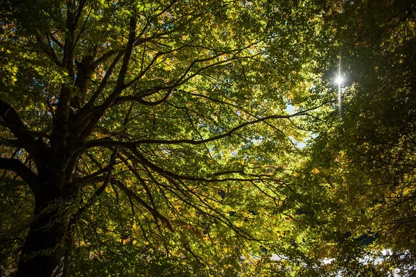 Листя Лісі Осінній Сезон Вибух Кольорів Осінньому Лісі — стокове фото