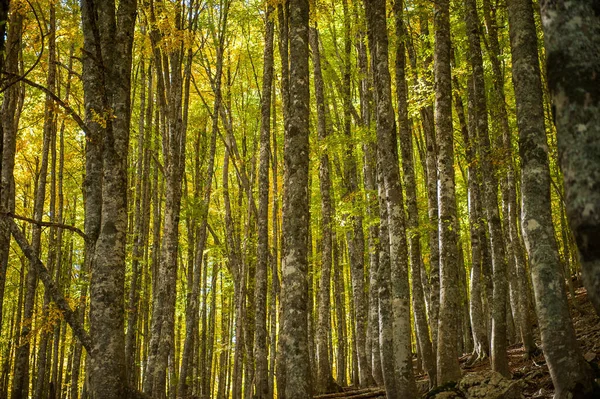 Листя Лісі Осінній Сезон Вибух Кольорів Осінньому Лісі — стокове фото