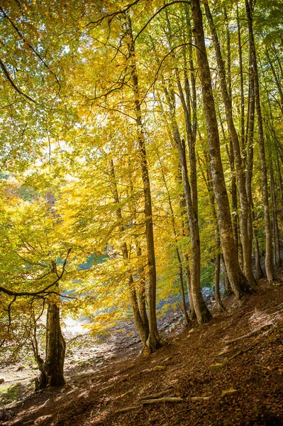 Ormanda Sonbahar Mevsiminde Yapraklar Sonbahar Ormanlarında Renk Patlamaları — Stok fotoğraf