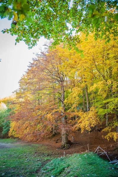 秋天森林里的树叶 秋天森林里五彩缤纷 — 图库照片