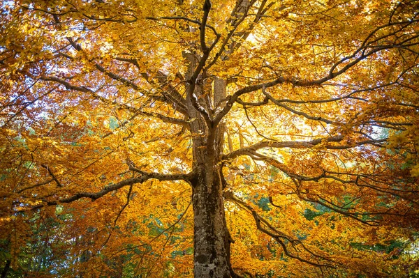 Güneş Işınlarıyla Aydınlatılan Laik Kayın Ağacı Tam Sonbahar Yeşilliğinde Sonbahar — Stok fotoğraf